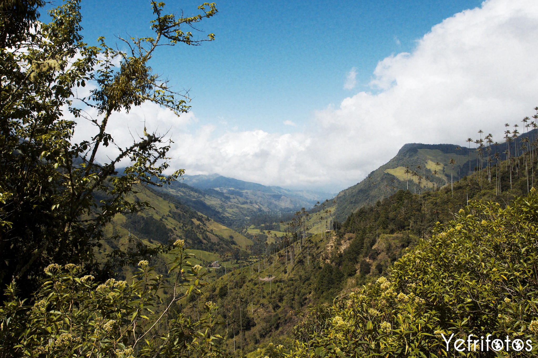 Colombie - Valle del Cocora